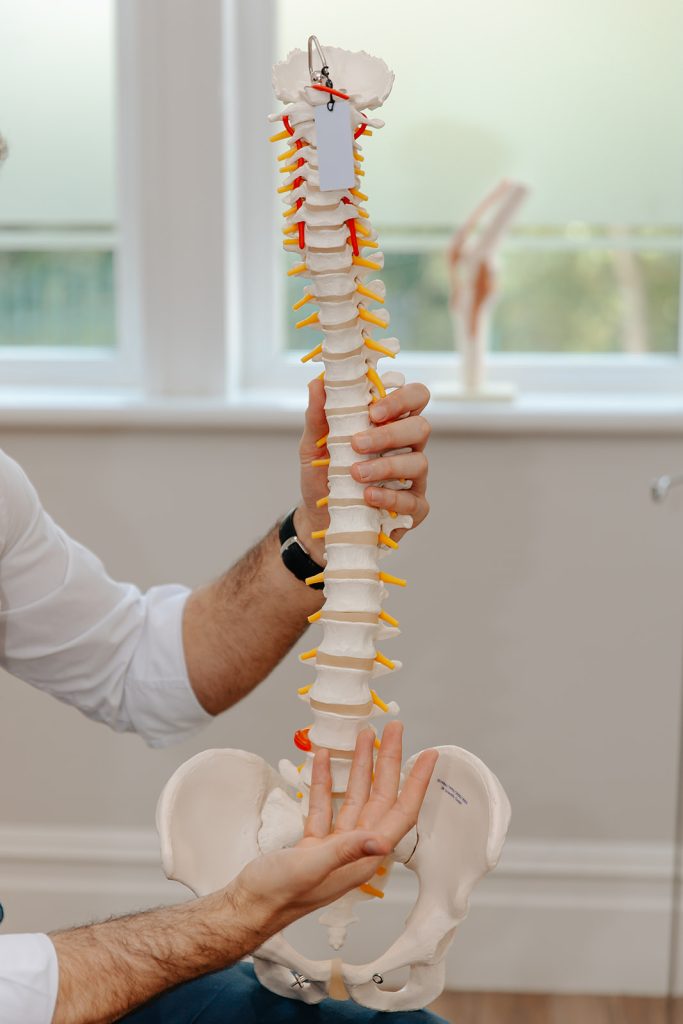 Skeleton of the Spine